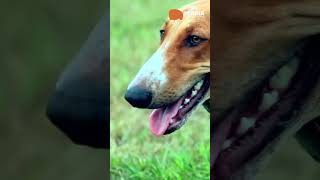 This Dog Breed Serves Indian Army  MINDIA Shorts documentary [upl. by Seymour]