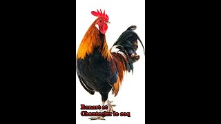 Le Roman de Renart Renart et Chantecler le coq [upl. by Moriyama]