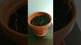 How To Plant Avocado Seed POTTING 6 Avocado Seeds [upl. by Basham920]