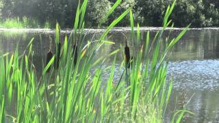 Bulrushes in the summer breeze [upl. by Rhea]