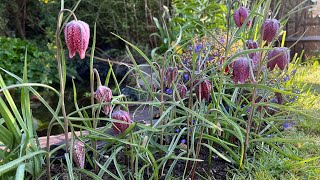 Fritillaria Meleagris  Snakes Head Fritillary  Review  How to Grow [upl. by Mcgraw105]