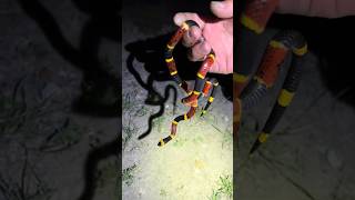 Exploring Texas viralwildlifeyoutubesnakeanimalscrazyeducationaltexasspider [upl. by Oznola374]