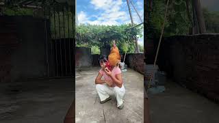 An intelligent chicken ytshorts cute pet chicken amazing intelligent [upl. by Enellij]