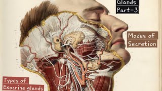 Glands  Part3  Types of Exocrine glands  Modes of Secretion  Anatomy  Physiology  BSc MSc [upl. by Rothstein]