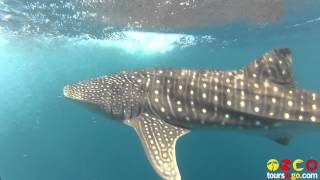 Swimming with Whale Sharks at Ningaloo Reef in Western Australia [upl. by Annid200]