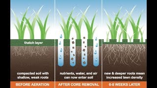 Dont over seed or Aerate your Bermuda Lawn [upl. by Godric]