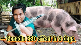 — Gonadin 250 effect in 3 daysSolusyon sa matagal na paglalandi ng inahing baboy👍💪💯💯✅✅✅⬇️⬇️⬇️ [upl. by Ennaeus]