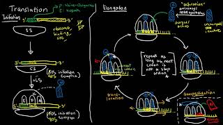 BIOCHEM 32  Translation Steps [upl. by Suzi]