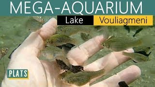 AQUARIUMMega VOULIAGMENI lake [upl. by Aynos539]