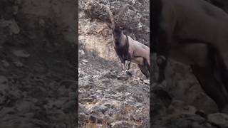 Ibex❤️ 😳 ❤️ karakoramwonders gilgitbaltistanpakistan mountainlovers mountains ibex [upl. by Jinny787]