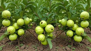 🌿Grow Guava Tree FAST with These Pro Tips Best Ideas for Growing Guava Tree guava live [upl. by Peters]