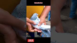 Kobutor Hat pigeon kobutor kabutor kobutorpalon pigeonlover shortsvideo [upl. by Akinahs]