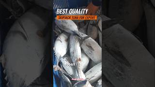 Premium Skipjack Tuna Directly from the Boat – Fresh for Local amp Export FishingMarket [upl. by Aihsiek]