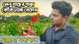 লেবু গাছের পাতা কোঁকড়ানো রোগের ঘরোয়া সমাধান সম্পূর্ণ ভিডিওটি দেখবেন [upl. by Morlee956]