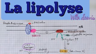 la lipolyse quot schéma explicatif quotشرح بالعربي [upl. by Rowen]