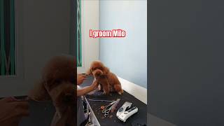 Toy Poodle full grooming short hair cut [upl. by Anirba]