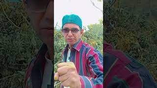 bollywood dialogueShikiti kuparmr viralshort youtubeshorts subscribe support [upl. by Ynnal]