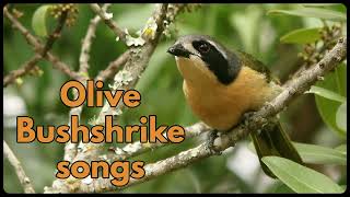 OLIVE BUSHSHRIKE songs [upl. by Farmelo172]