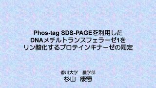 Phostag SDSPAGEを利用したDNAメチルトランスフェラーゼ１をリン酸化するプロテインキナーゼの同定 [upl. by Ronn]