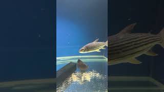 Vittatus Tiger Fish growing well in the 9ft [upl. by Nadroj]