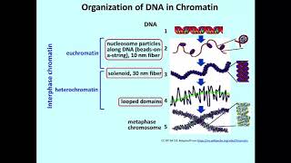 1732 Chromatin StructureDissecting Chromatin [upl. by Htezil]