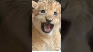 Parrot and lion funny shorts 😂🦜🌺lion catvideos parrot animallover comedyvideos [upl. by Erodasi]