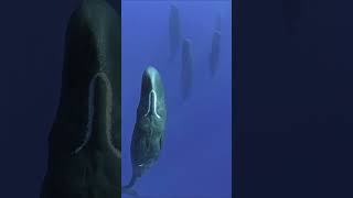 How sperm whales sleep [upl. by Smitt]