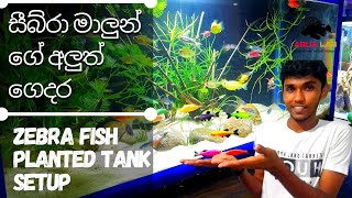 Zebra Fish Planted Tank Setupසිංහලෙන් දැනගන්න​Step By Step [upl. by Ettenaj368]