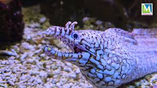 BlueRinged Octopus is an extraordinary marine creature Pacific Ocean the blueringed octopus [upl. by Towny]