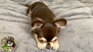 The Lazy Chihuahua [upl. by Amis]