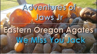 Eastern Oregon Agates We Miss You Jack [upl. by Yentihw]