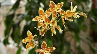 Storczyki  Colmanara Odontoglossum Dendrobium Katleja Cattleya Zobacz inne storczyki [upl. by Nylarac]