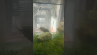 tetra fisOscar vs windowshoscars windows subscribe aquariumfish [upl. by Elsa955]