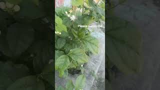 viarl❤ video🌹 Chameli Ka phool [upl. by Emiline104]