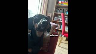 Weiner dog Weiner dog roadto2k shorts fyp [upl. by Albin]