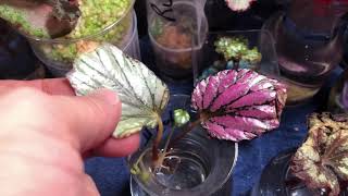 How Lighting Affects Rex Begonia Propagation [upl. by Alusru397]