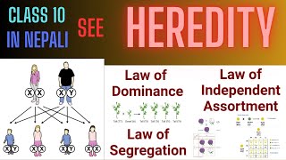 Mendels Law of Inheritance Class 10  In Nepali  Science and Technology [upl. by Anitsirk]