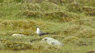 Longtailed skua in Stekenjokk [upl. by Eilrac]