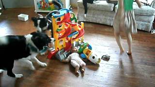 border collies herding kids [upl. by Carmella306]