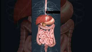 Human digestive System  StomachLiverPancrease amp Intestine shorts [upl. by Guthrie]