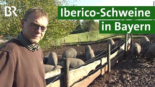 Fränkischer IbericoSchinken aus artgerechter Tierhaltung  Iberico Schweine  Unser Land  BR [upl. by Bliss832]