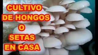 HONGOS O SETAS CÓMO LOS PRODUZCO EN CASA 1a PAERTE PROCESO COMPLETO [upl. by Romeo291]