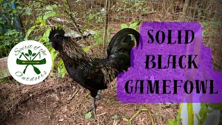 Solid Black Gamefowl [upl. by Enimzaj227]