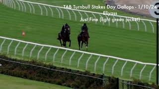 Turnbull Stakes Day Gallops Tue 1 October Eliyass Just Fine [upl. by Morra]