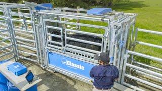 Elliot Morgan  New yards make weighing cattle faster and easier [upl. by Amapuna722]