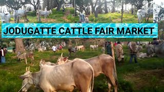 the last episode of jodugatte cattle fair market indianhallikar [upl. by Rivalee]