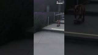 Dog Skateboarding Down Stairs  Unbelievable Viral Stunt [upl. by Tertias]