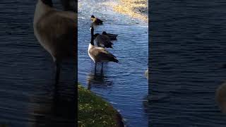 Close ups of Duck Geese and Fall leaves on the Water [upl. by Pacien808]