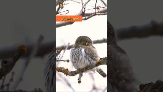 pygmy owl Great Horned Owl amp American kestrel bird sounds  A Sound Journey [upl. by Aekal]