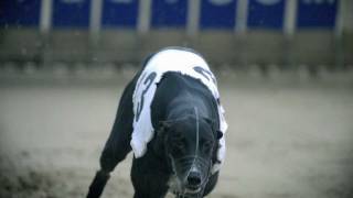 Greyhounds in Motion [upl. by Chema]